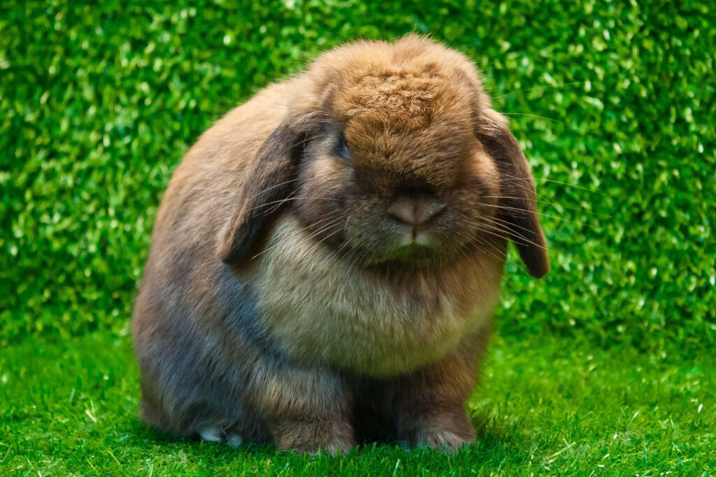 Adorable Fluffy Brown Rabbit on Lush Green Grass - Cozy Wallpaper