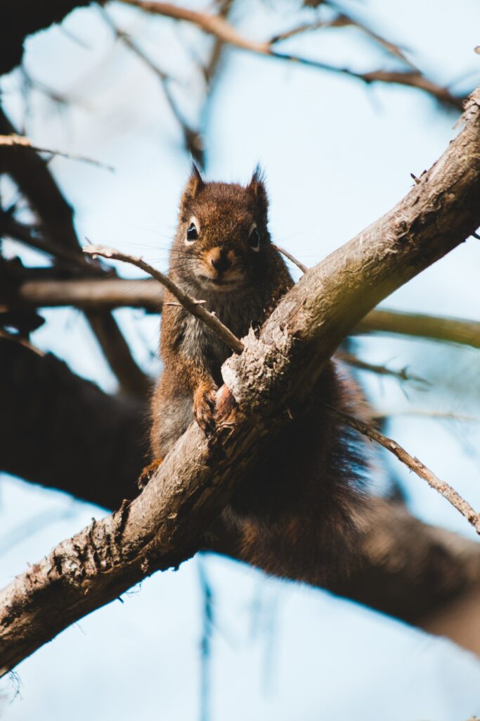 Charming Brown Squirrel on Tree Branch - Serene Nature Wallpaper