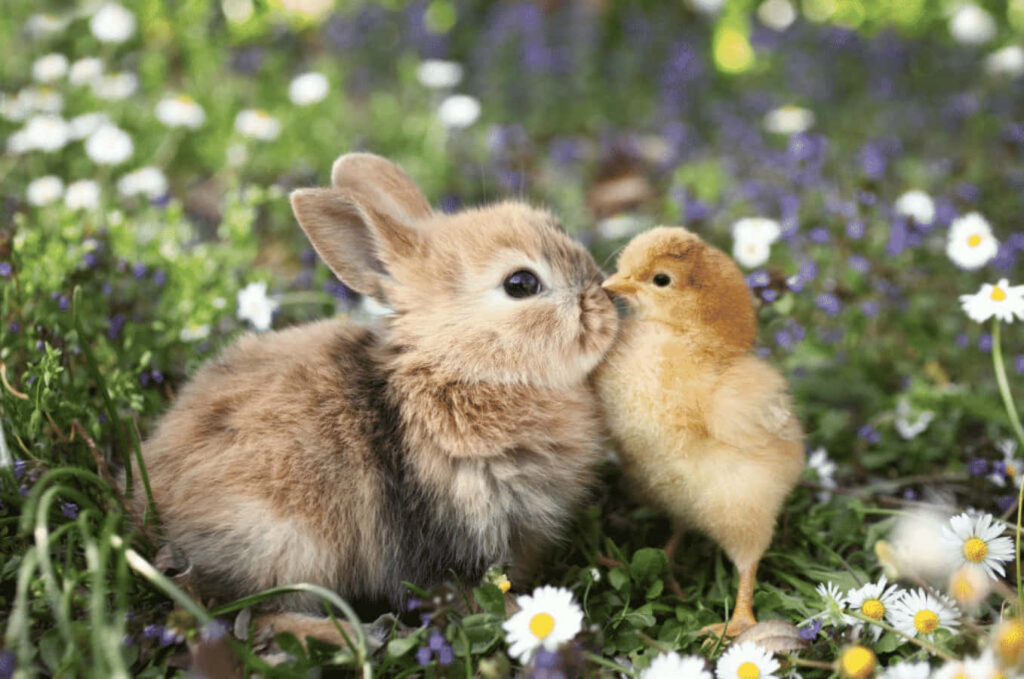 Whimsical Bunny and Chick Wallpaper in Blooming Flower Field