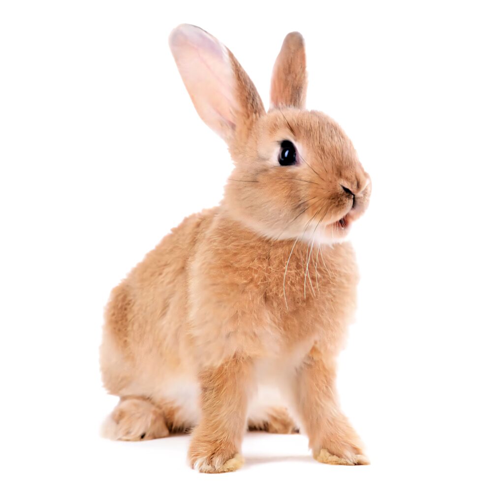 Charming Fluffy Bunny Exploring: Cute Wallpaper Background