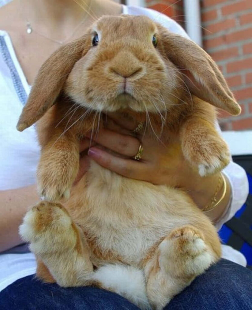 Charming Fluffy Bunny Wallpaper: Adorable & Heartwarming Background