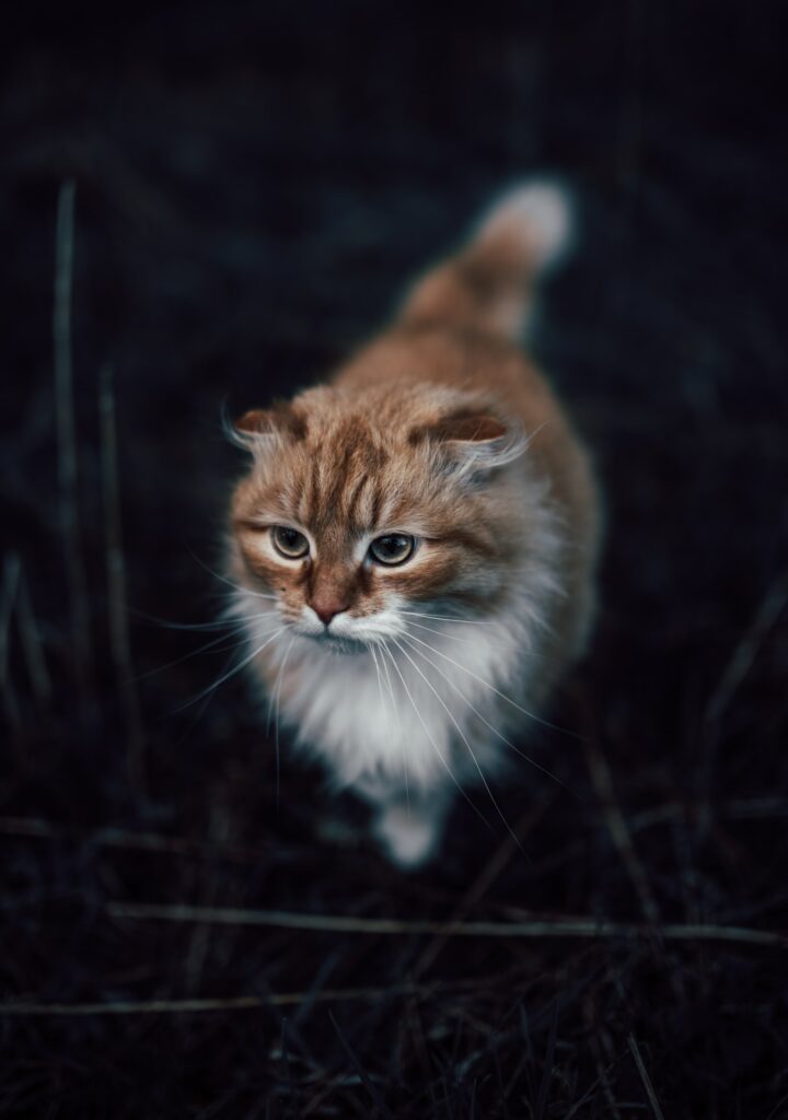 Charming Fluffy Cat Wallpaper - Cozy Atmosphere & Soft Fur Details