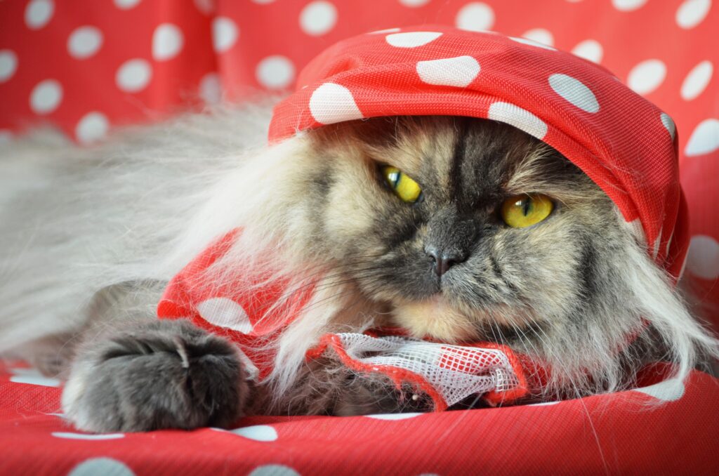 Charming Fluffy Cat with Striking Eyes in Polka Dot Background Wallpaper