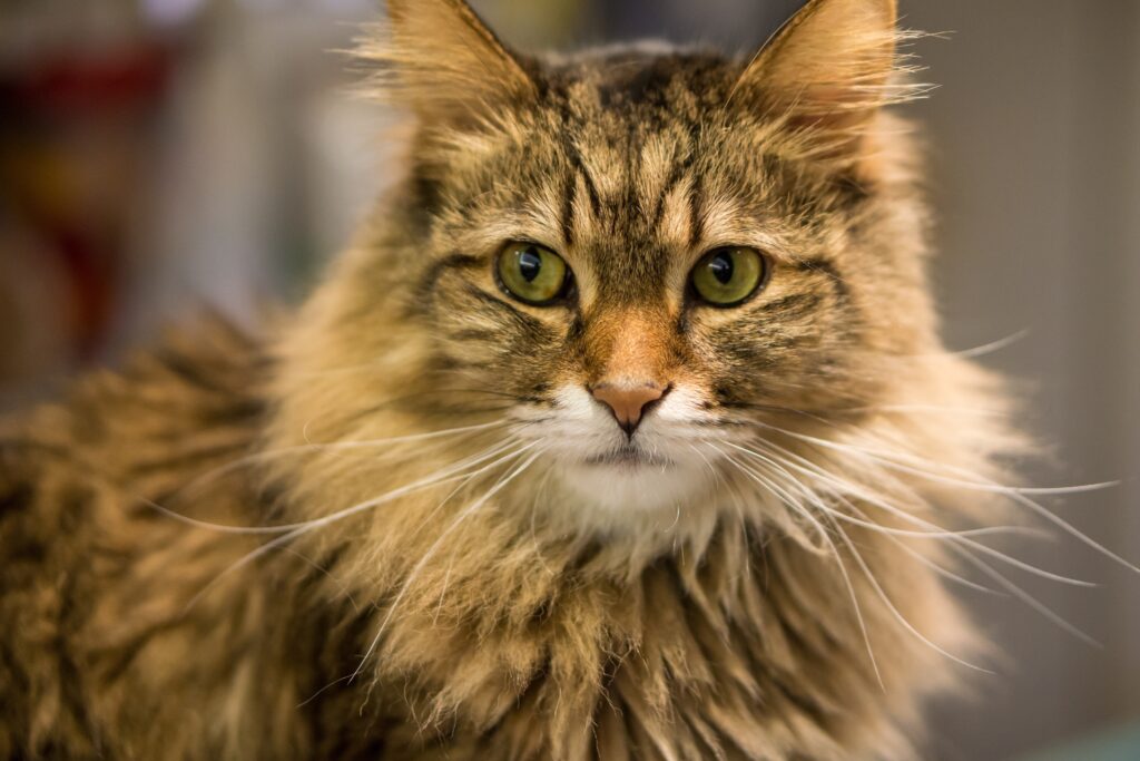 Charming Fluffy Cat Wallpaper with Striking Eyes and Patterned Fur