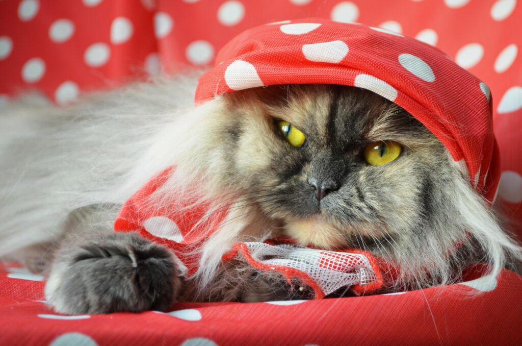 Charming Fluffy Cat on Red Polka Dot Shawl – Cozy Online Wallpaper