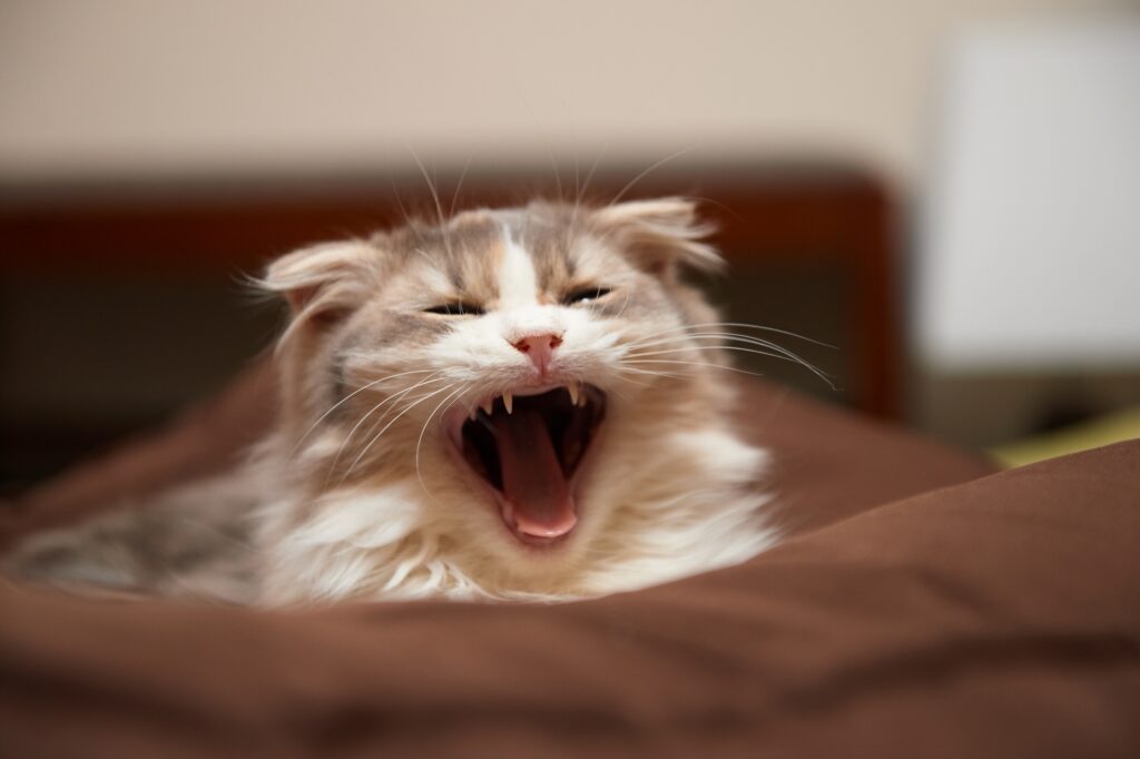Charming Fluffy Cat Yawning Comfortably on Soft Surface Wallpaper
