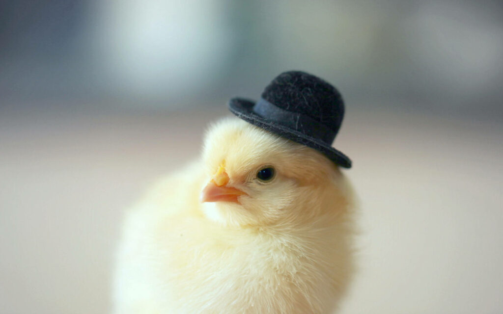 Charming Fluffy Chick in Cowboy Hat Wallpaper – Playful Background