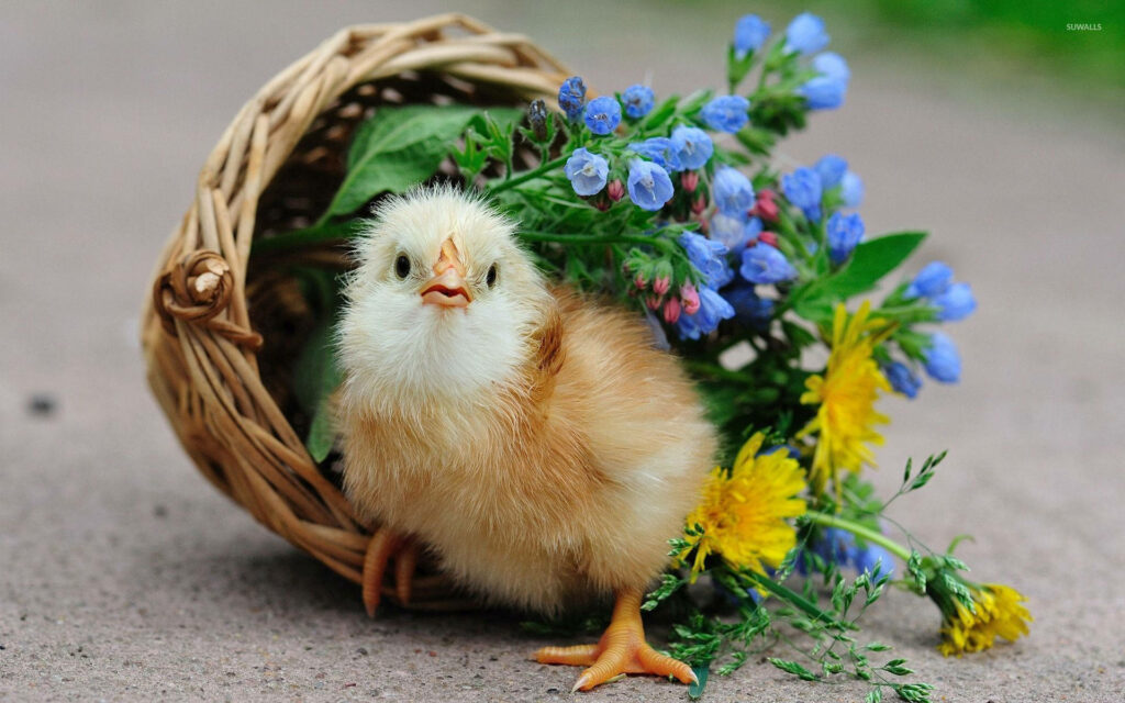 Charming Fluffy Chick Wallpaper with Vibrant Spring Flowers