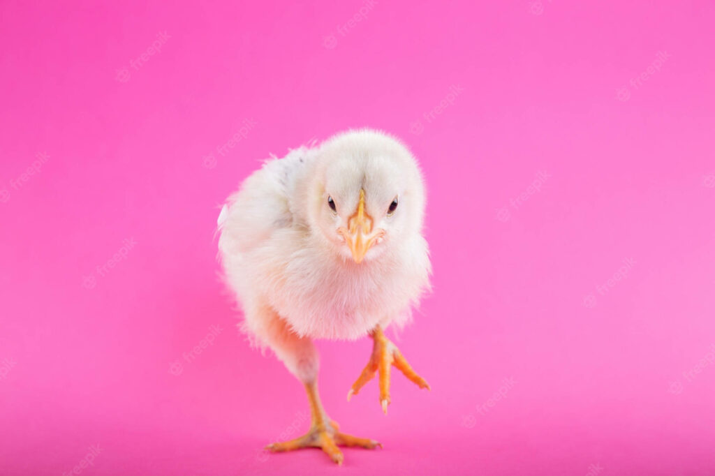 Adorable Fluffy Chick on Vibrant Pink Background - Charming Wallpaper