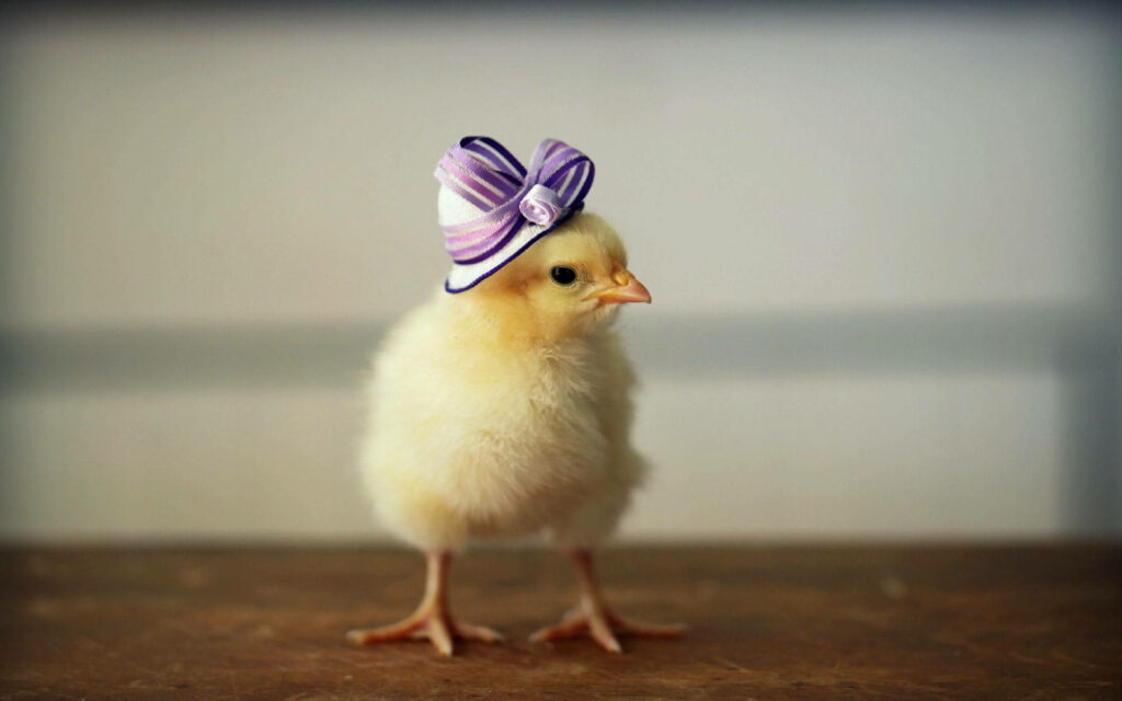 Fluffy Chick in Whimsical Ribbon Hat - Adorable Wallpaper Background