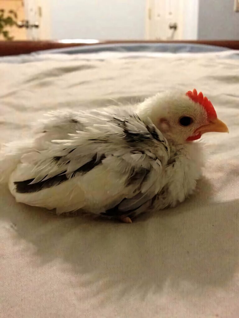 Charming Black & White Fluffy Chicken Wallpaper with Red Comb