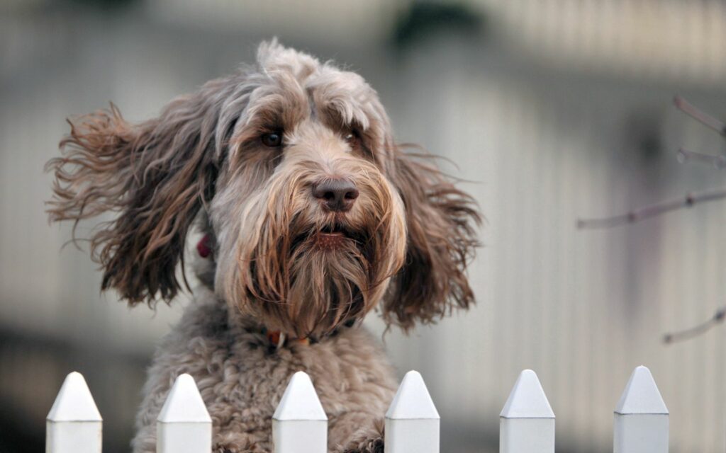 Charming Fluffy Dog Behind White Picket Fence: Playful Windy Scene Wallpaper