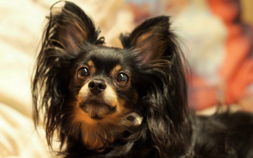 Charming Fluffy Dog with Big Eyes & Strabismus - Adorable Wallpaper
