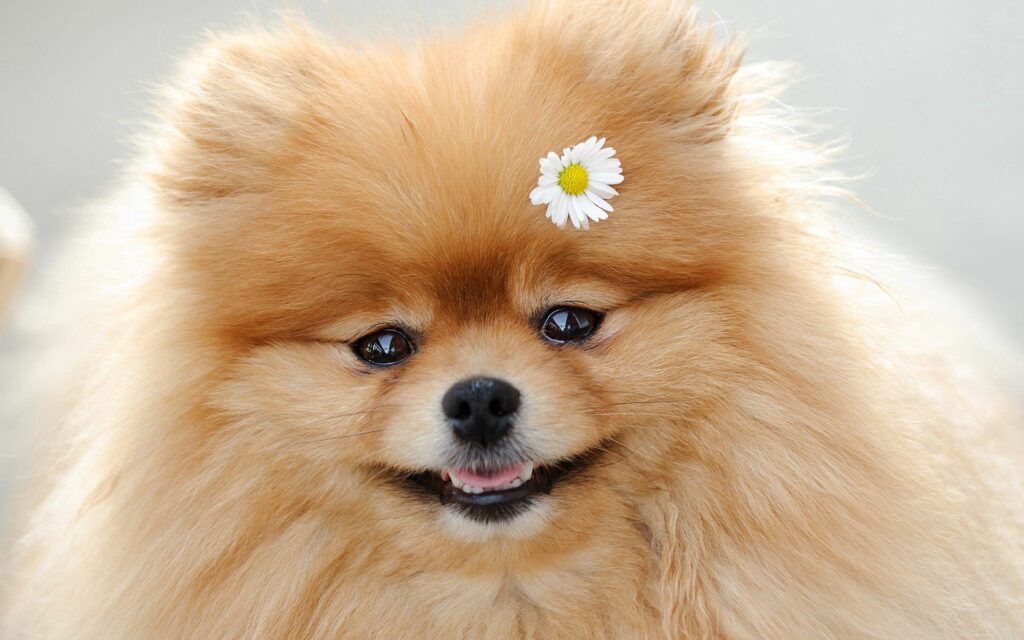 Charming Cute Dog Wallpaper: Adorable Fluffy Pup with Flowers