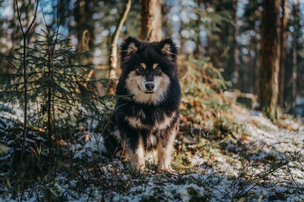 Charming Fluffy Dog in Snowy Forest - High-Resolution Wallpaper