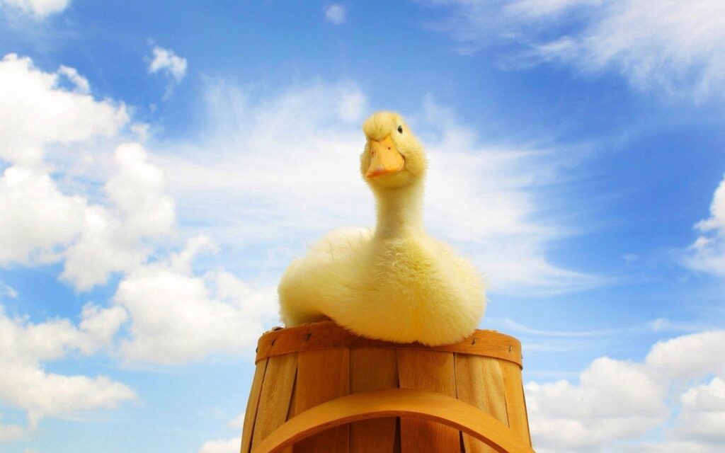 Charming Wallpaper: Fluffy Duckling & Wooden Bucket Under Summer Sky