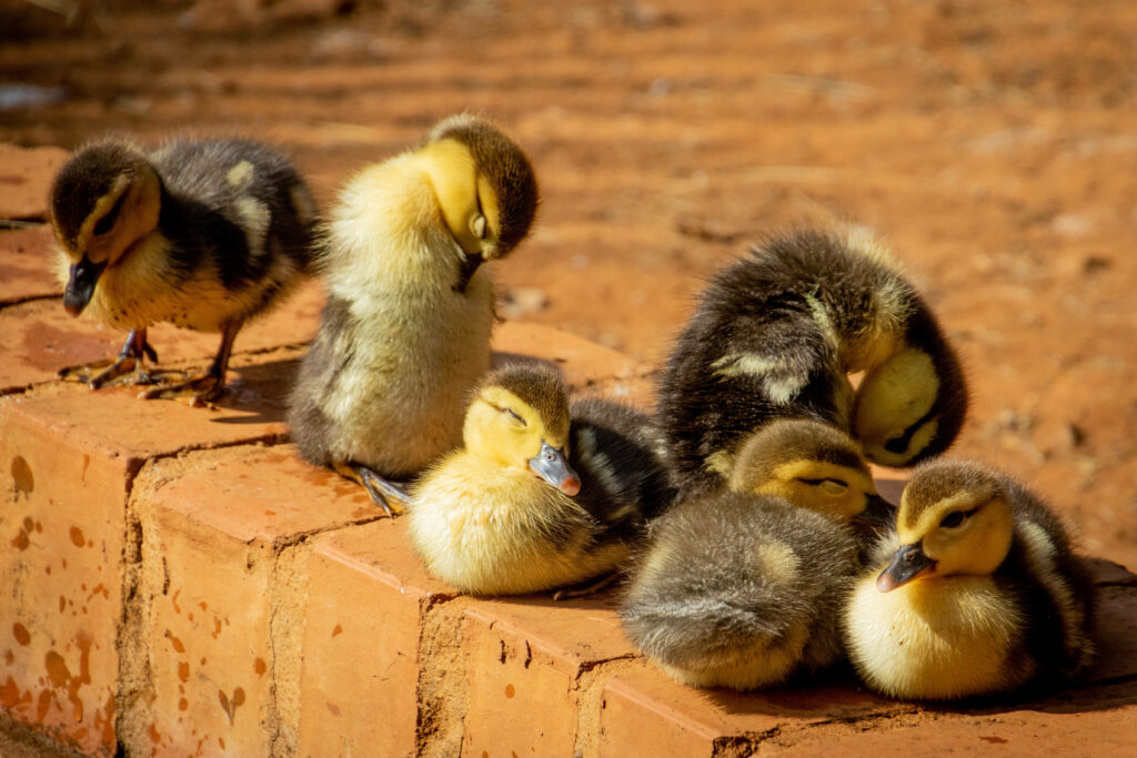 Charming Fluffy Ducklings on Sunlit Earthy Background Wallpaper