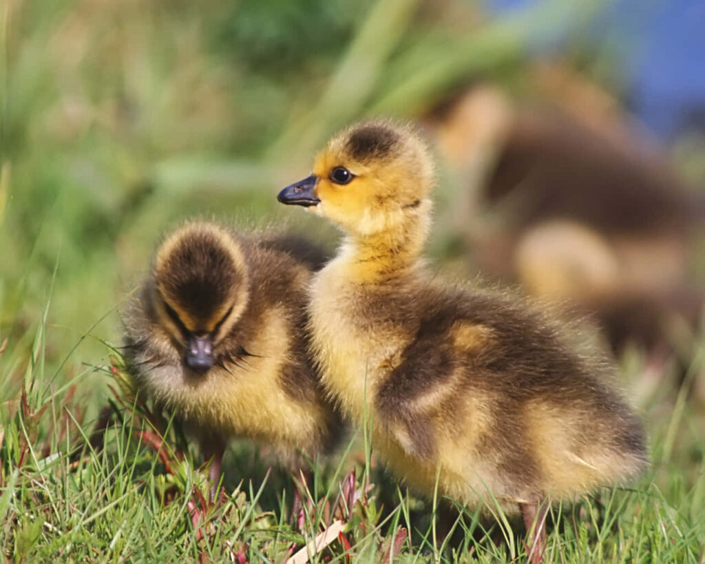 Charming Ducklings Wallpaper: Soft Feathers & Nature's Beauty