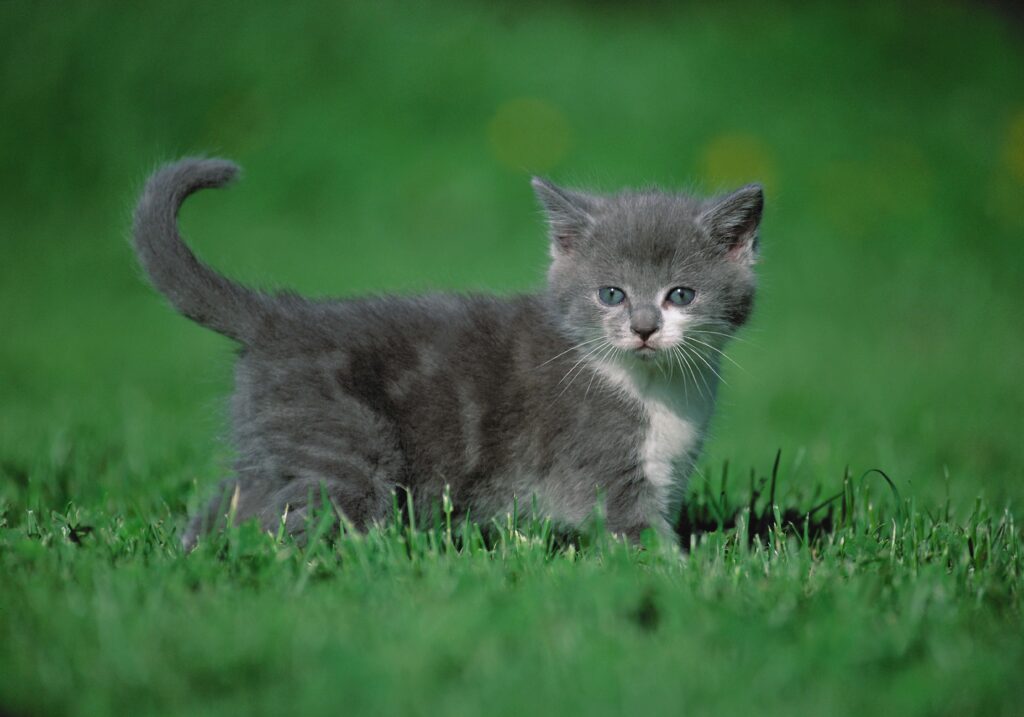 Fluffy Gray Kitten Exploring a Lush Green Field - Serene Nature Wallpaper