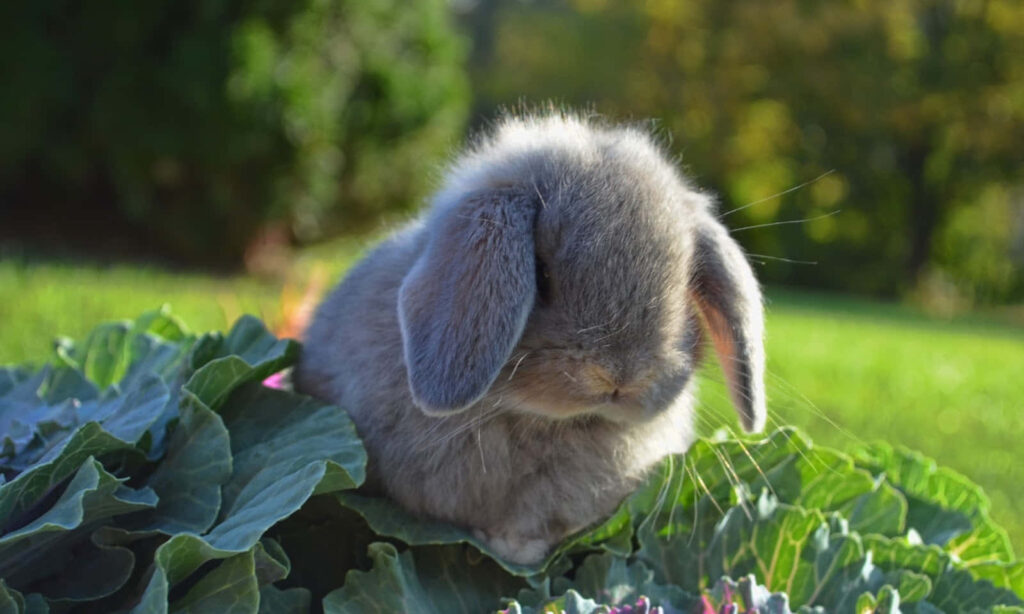 Charming Grey Bunny Wallpaper: Adorable Nature Scene Background