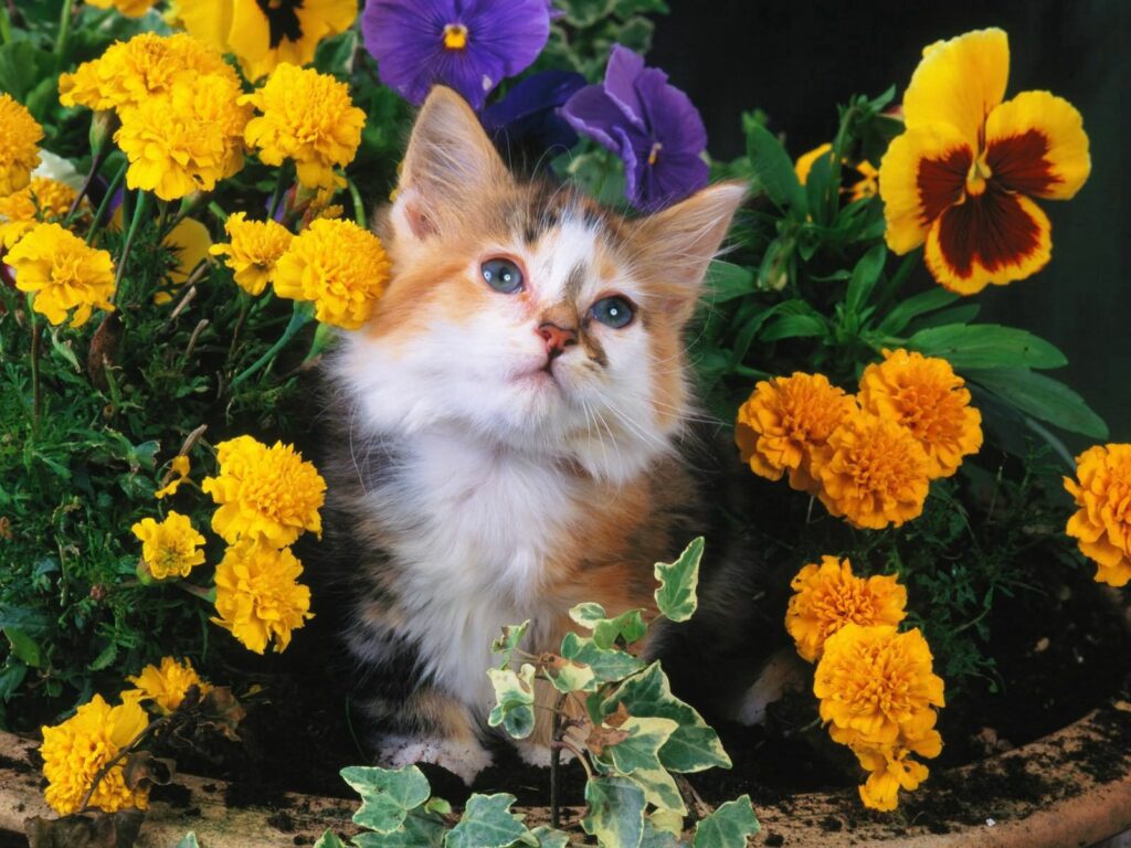 Fluffy Kitten Peeking Through Colorful Marigolds and Pansies Wallpaper
