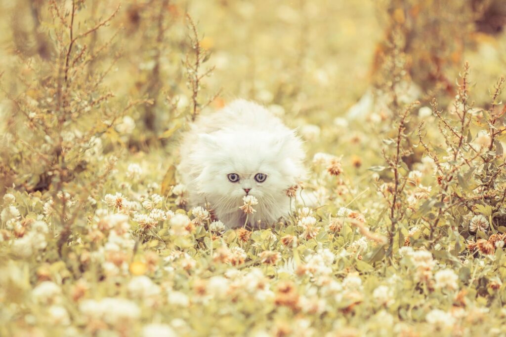 Fluffy Kitten Explores Serene Meadow Surrounded by Flowers Wallpaper
