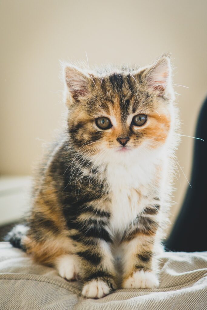 Adorable Fluffy Kitten Wallpaper - Heartwarming Cat Decor