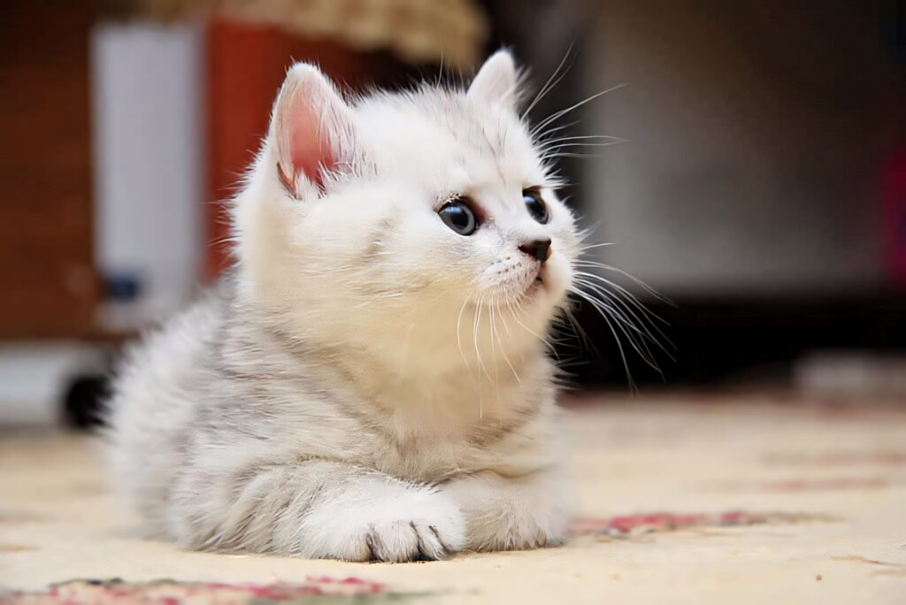 Charming Kitten Wallpaper: Fluffy Fur & Captivating Eyes Background