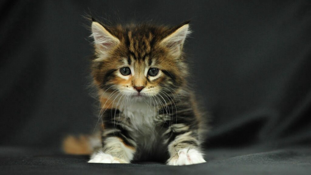 Charming Fluffy Kitten Wallpaper: Multi-Colored Fur on Black Background