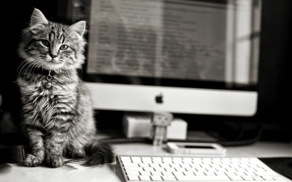 Charming Fluffy Kitten on Desk: Black-and-White Workspace Wallpaper
