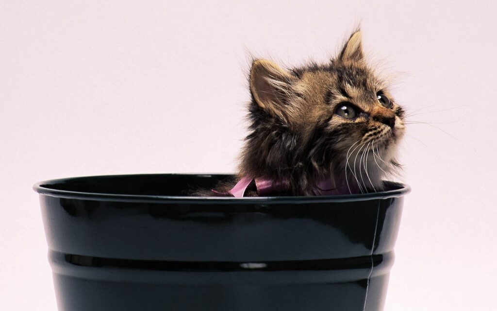 Fluffy Kitten with Bow Peeking from Black Pot - Cute Wallpaper