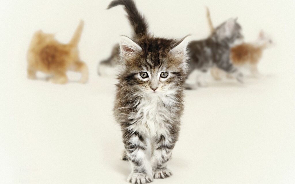 Charming Fluffy Kitten Wallpaper with Dreamy Background Bliss