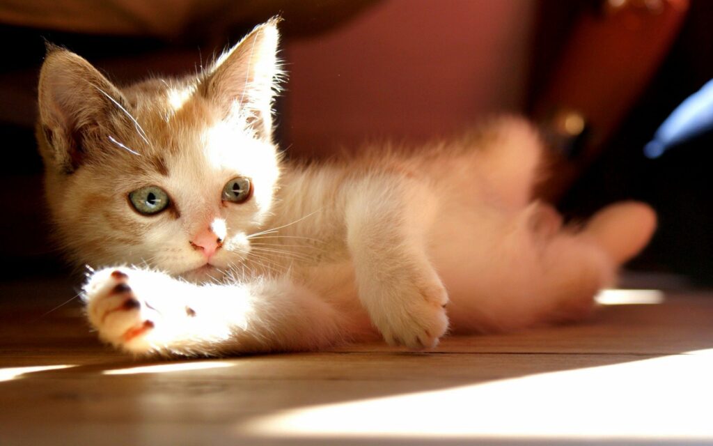 Charming Fluffy Kitten in Soft Light - Tranquil High-Res Wallpaper