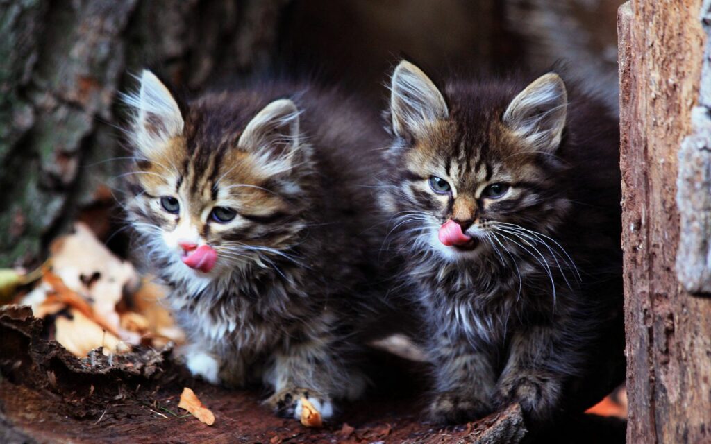 Fluffy Kittens Sticking Out Tongues: Charming Nature Wallpaper