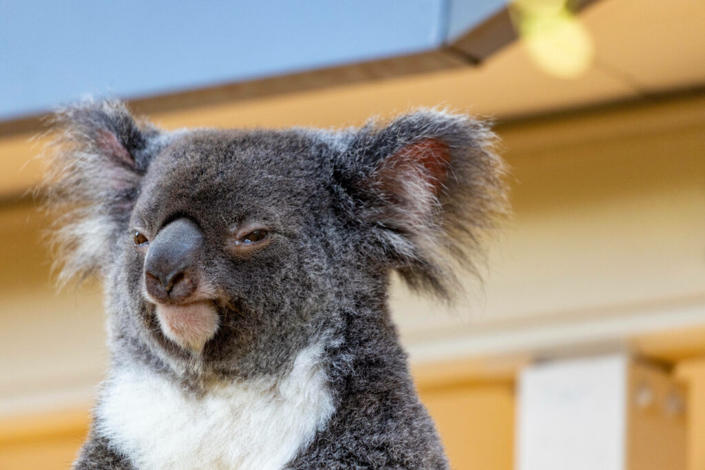 Adorable Fluffy Koala Bear Wallpaper with Serene Nature Background