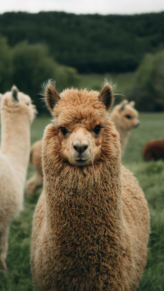 Charming Fluffy Llama in Green Field - Serene Wallpaper Background