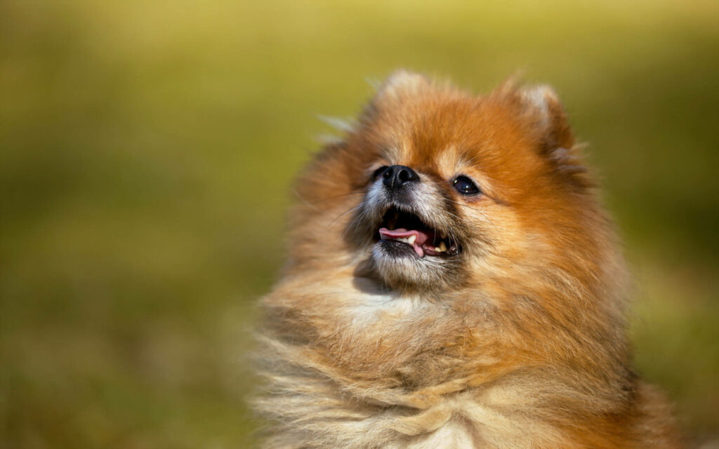 Charming Fluffy Pomeranian Wallpaper: Golden Fur on Soft Background