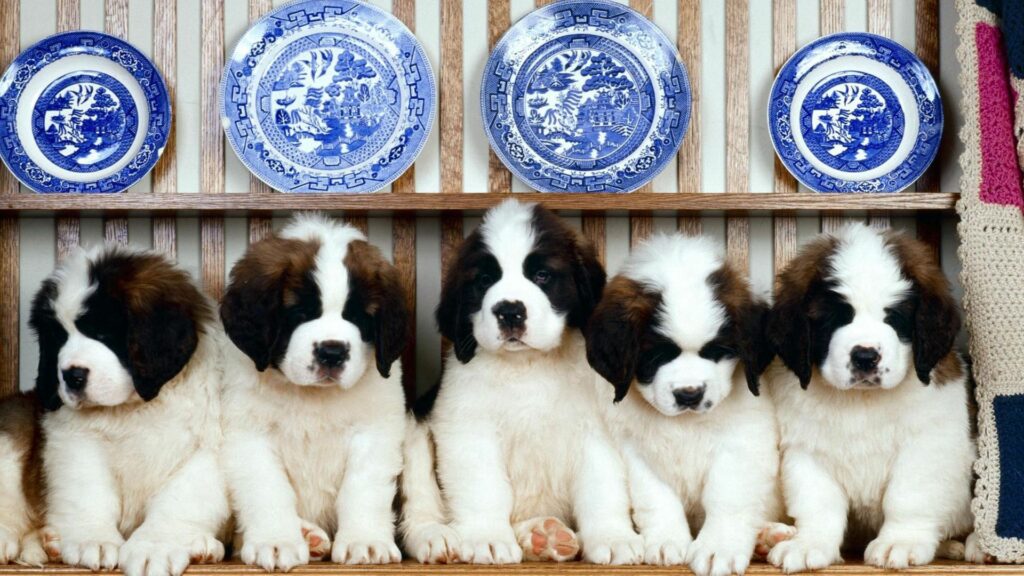 Charming Fluffy Puppies on Shelf | Cozy Blue Plate Background Wallpaper