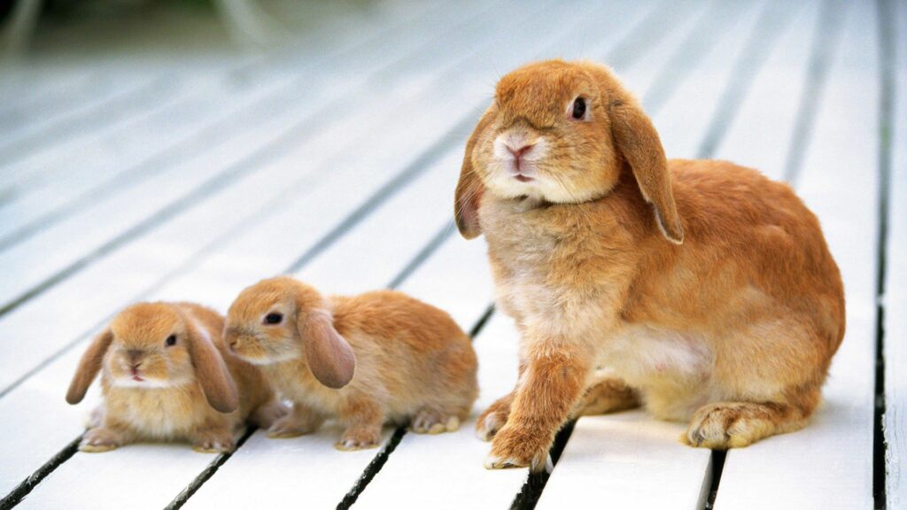 Charming Fluffy Rabbit and Bunnies Wallpaper on Wooden Floor