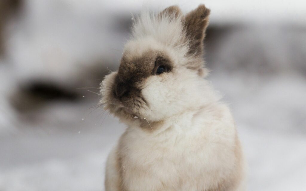 Charming Fluffy Rabbit Wallpaper with Soft Neutral Background