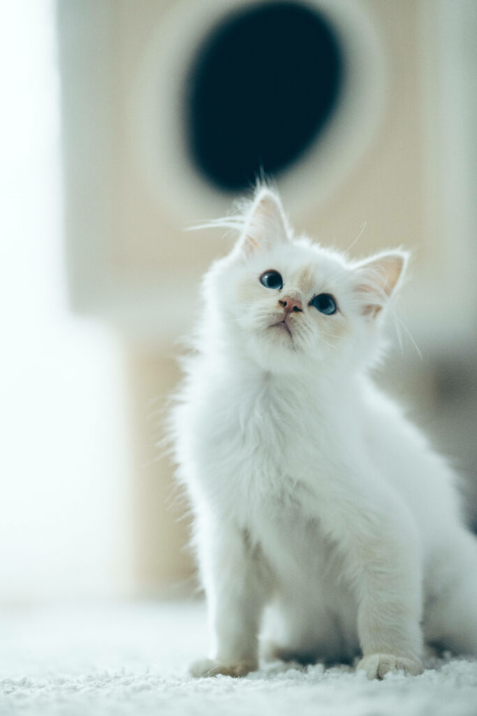 Charming Fluffy White Kitten Wallpaper in Cozy Setting