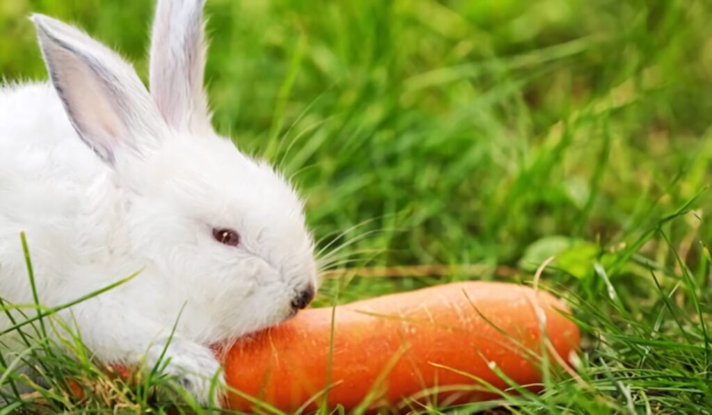 Charming Wallpaper: Fluffy Rabbit Enjoying Carrot in Green Grass