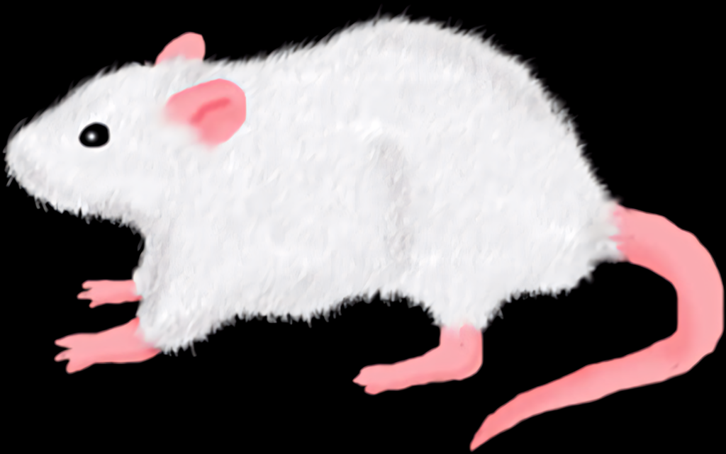 Fluffy White Rat Illustration on Black Background - Charming Design Wallpaper