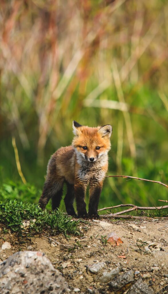 Adorable Fox Cub in Lush Green Wilderness - Captivating Wildlife Wallpaper