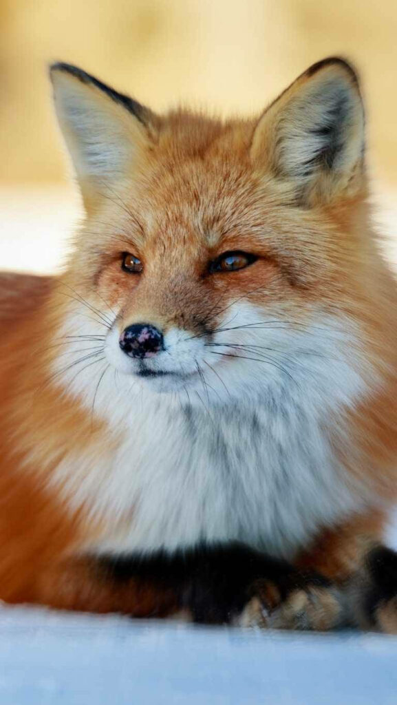 Charming Fox Mobile Wallpaper: Serene Nature Scene with Fluffy Fur