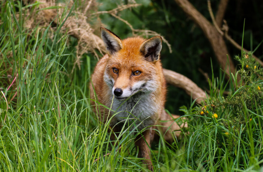 Charming Cunning Fox Wallpaper in Lush Greenery Background