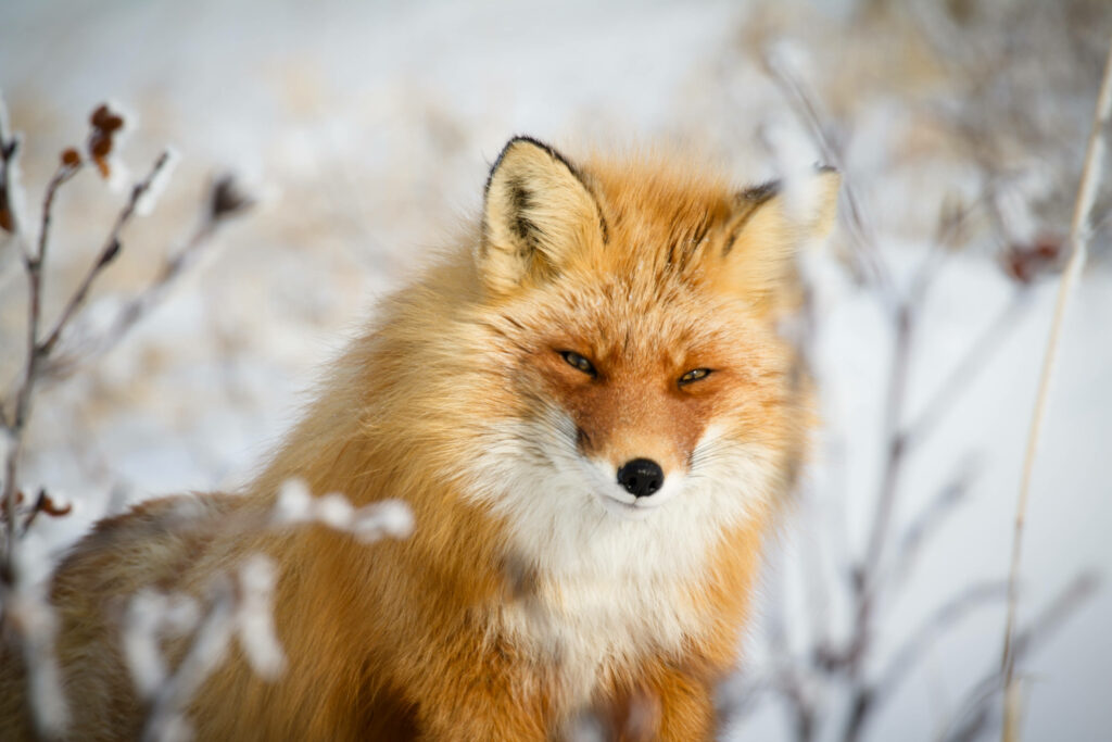 Charming Fox Wallpaper: Fluffy Fur on Snowy Background