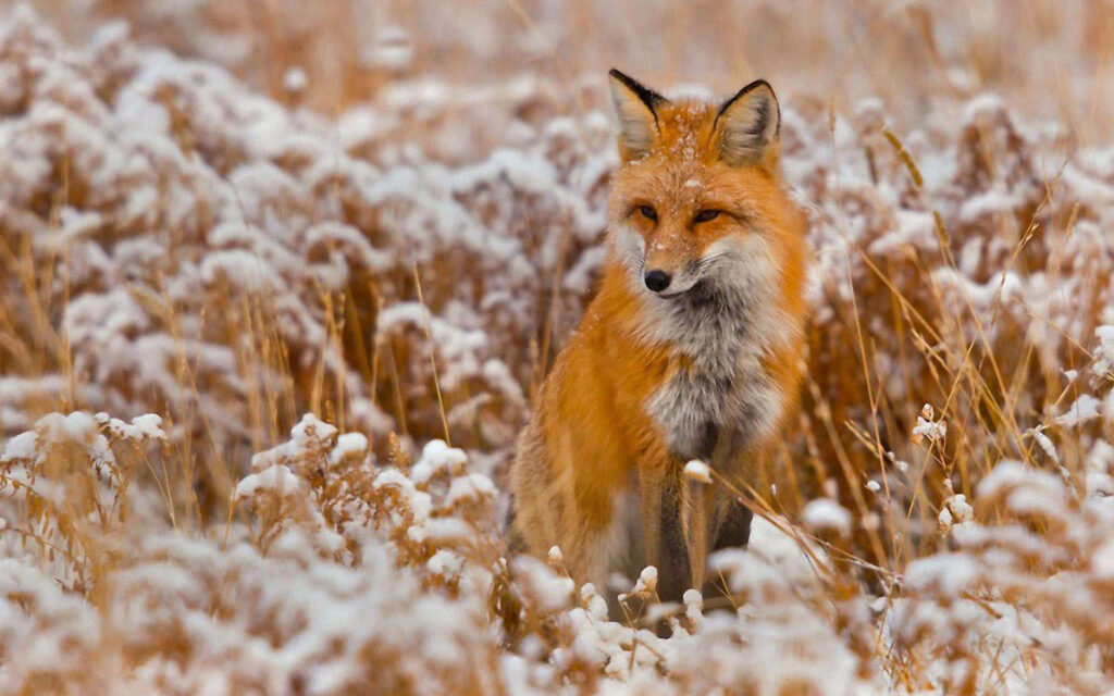 Charming Fox in Snowy Field: Festive Winter Wallpaper Background