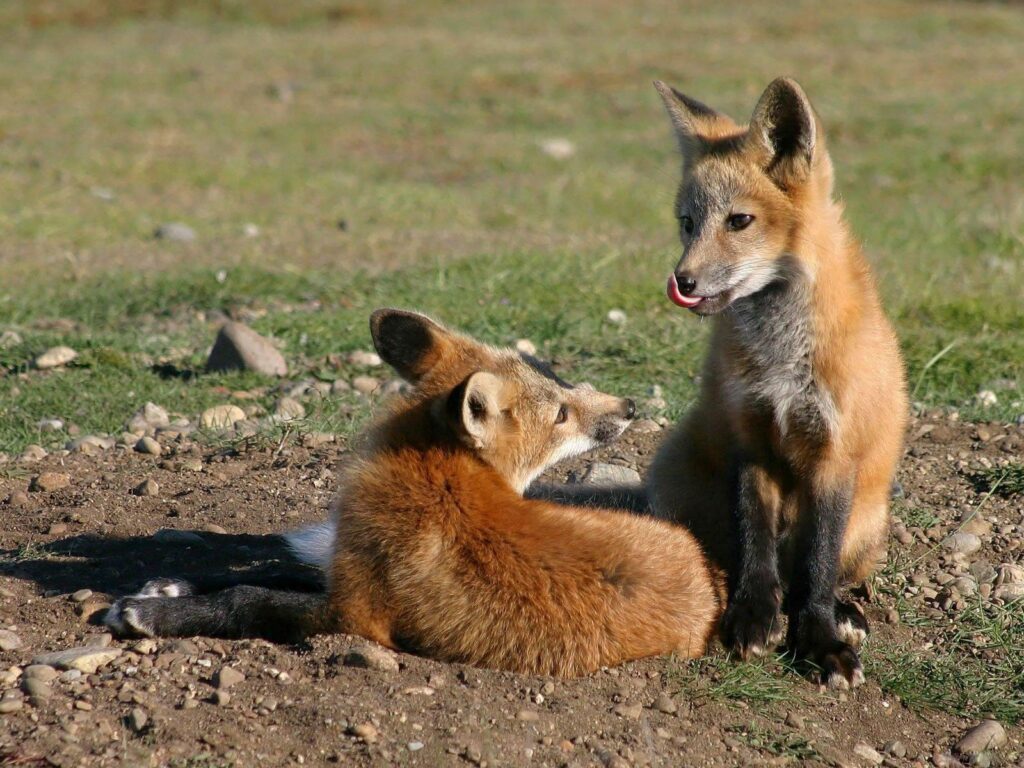 Charming Foxes in Natural Setting: Serene Outdoor Wallpaper