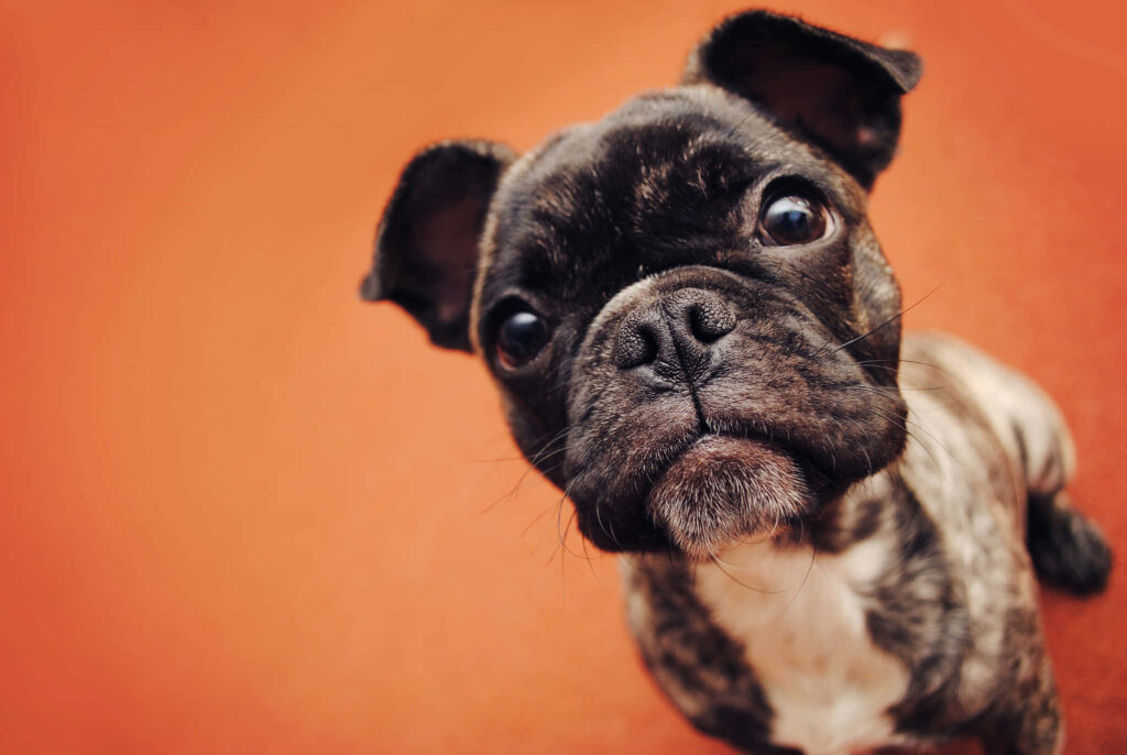 Charming French Bulldog Close-Up: Playful Curiosity Wallpaper